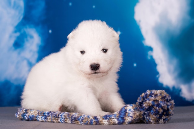 白いふわふわした小さなサモイードの子犬が青い背景にある