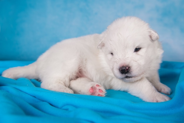 Белый пушистый маленький щенок самоеда сидит на синем