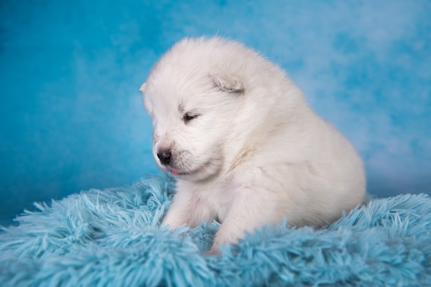 White fluffy small samoyed puppy dog is sitting on blue