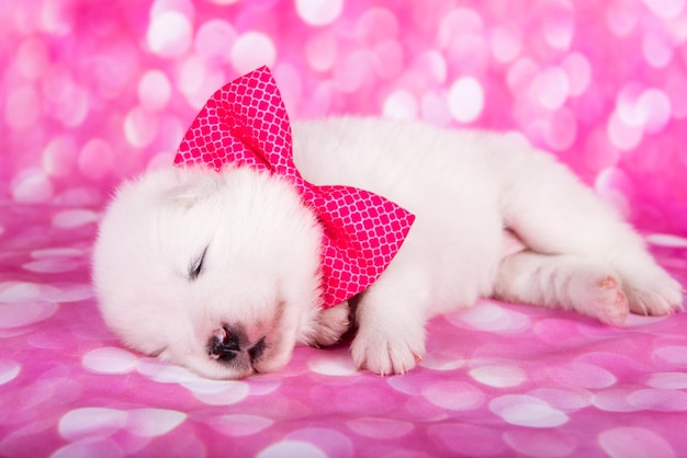 White fluffy small samoyed puppy dog on pink background