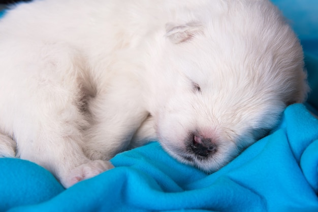 3주령의 하얀 솜털 작은 사모예드 강아지가 자고 있다