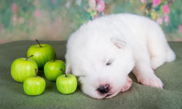 White fluffy small samoyed puppy dog with apples