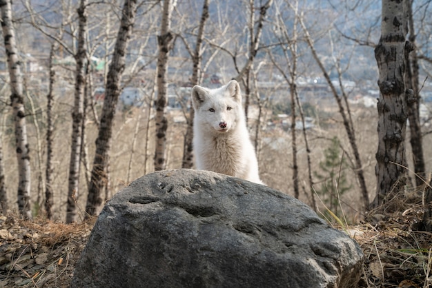 숲에서 흰 여우