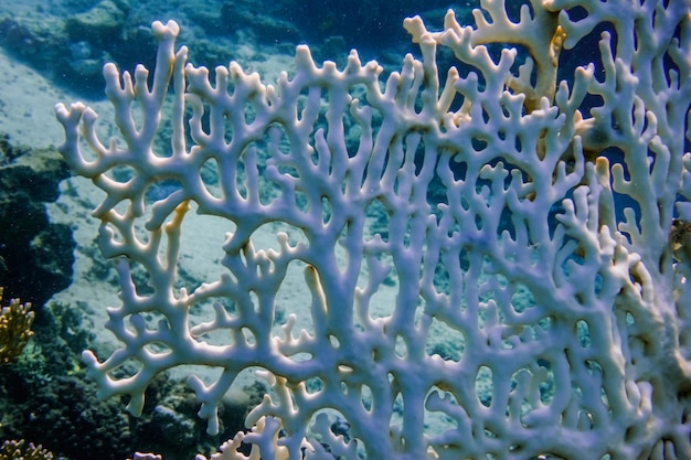Белый хрупкий коралл во время дайвинга в Красном море деталь