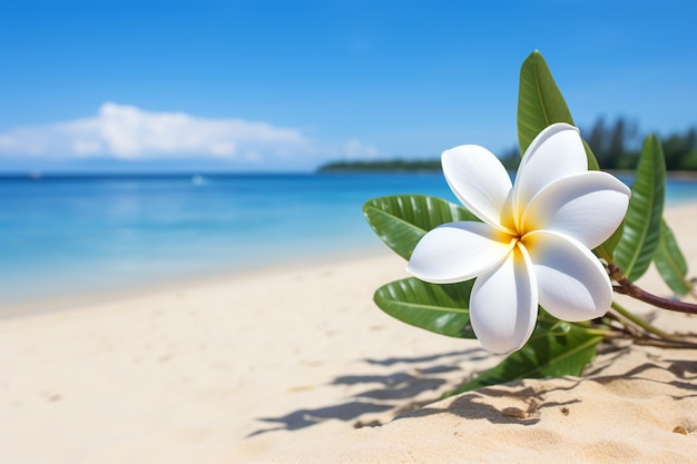 White Frangipani Flower on a Beautiful Beach