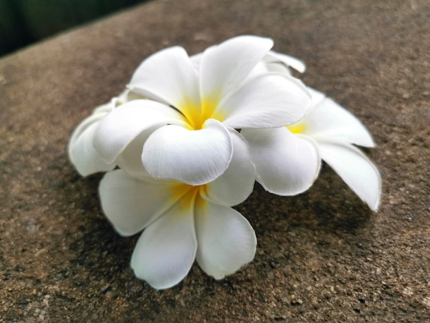 セメントの床に落ちる白いフランジパニの花