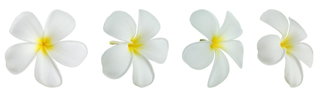 사진 흰색 배경에 고립 된 흰색 frangipani 꽃