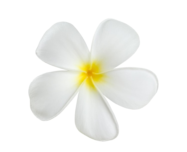 White frangipani flower isolated on white background