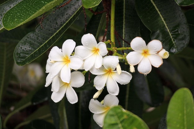 White Frangipani flower Plumeria alba with green leaves