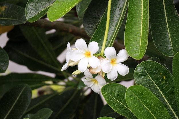 흰색 Frangipani 꽃 Plumeria alba 녹색 잎