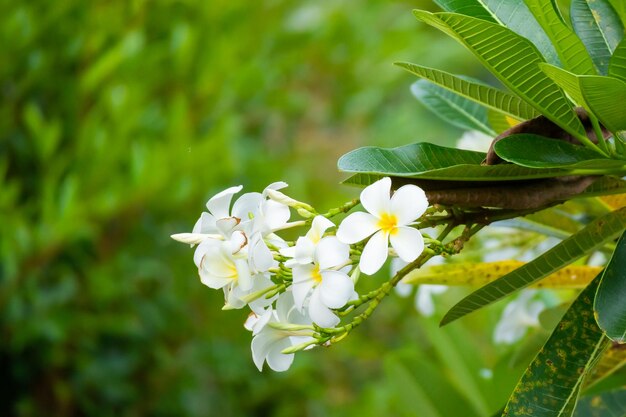 緑の葉と白いフランジパニの花プルメリアアルバ