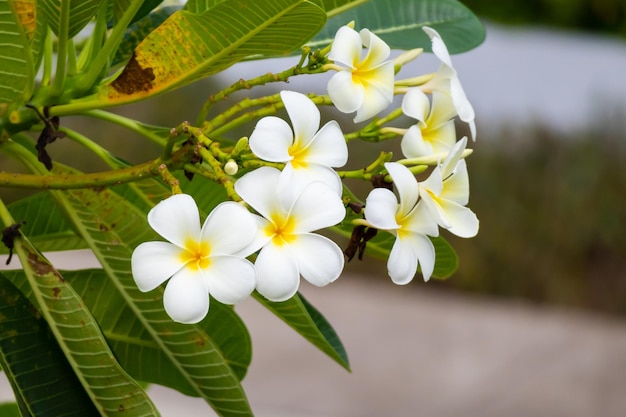 写真 緑の葉と白いフランジパニの花プルメリアアルバ