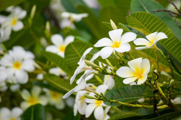 Photo white frangipani flower plumeria alba with green leaves