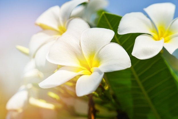 White frangipani flower or white plumeria flower blooming 