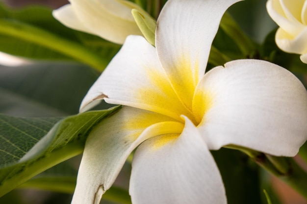 White frangipani flower with green leaves background Thailand