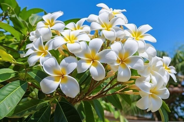 写真 白いフランギパニの花と葉