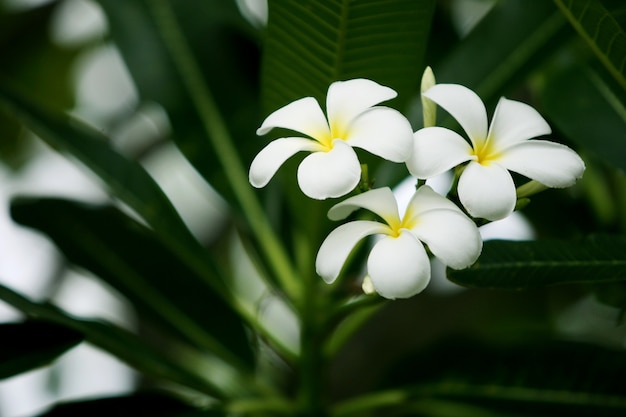 Белые цветы frangipani