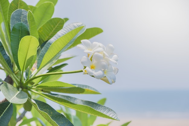 Белый frangipani на тропический цветок с легким фоном природы боке используют иллюстрацию
