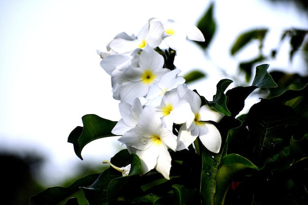 White Frangipanis or plumeria in natural environment on leaves background