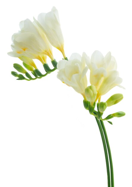 White freeseia flowers twigs isolated on white background