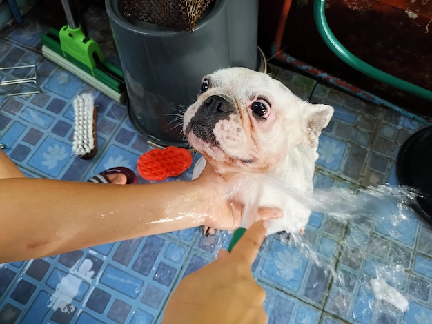 Photo white frenc bulldog victims are taking a shower