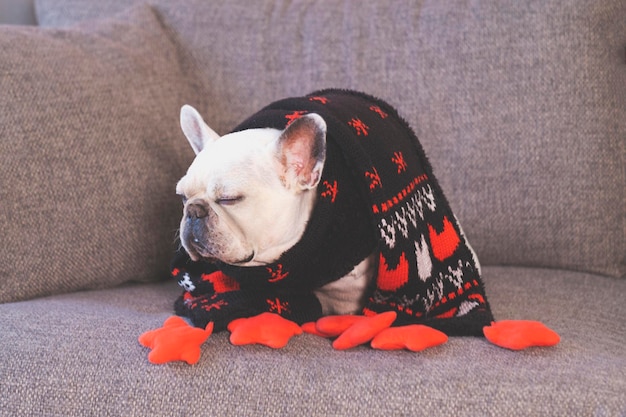 Photo white french bulldog sits on a gray sofa in a warm christmas scarf