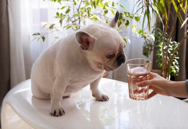 white french bulldog sits and looks at a glass of water in his outstretched hand