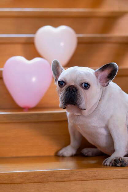 a white french bulldog sits on a wooden ladder next to heart-shaped inflatable balloons