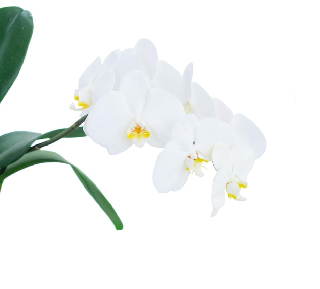 White fresh orchids with green leaves isolated on white background