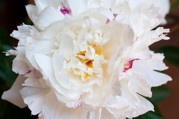 White fresh peony flower background