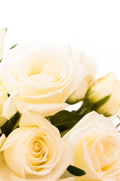 White fresh roses in a bouquet.