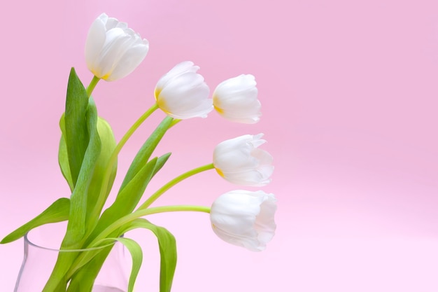 White fresh tulips in glass vase isolated on pink