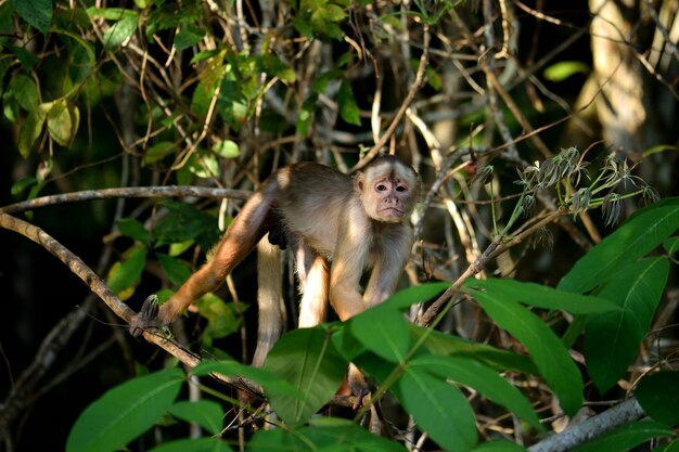 Foto cappuccino a fronte bianca nella giungla sulle rive del rio ariau amazon brasiliano