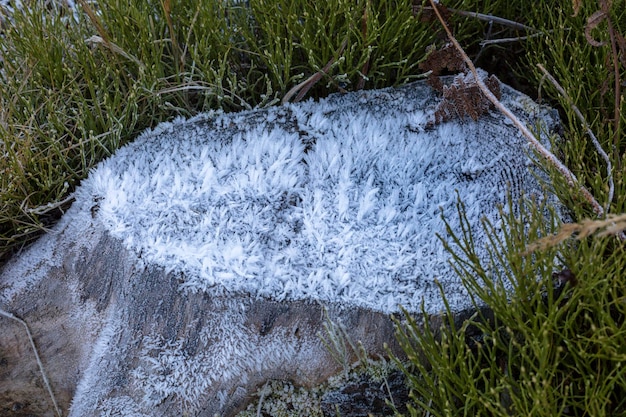 White frost on a stump in the woods national mountain park High Tatra in Slovakia winter time