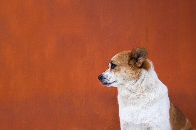 白くて眉をしかめた醜い犬は傲慢に見える 側面図