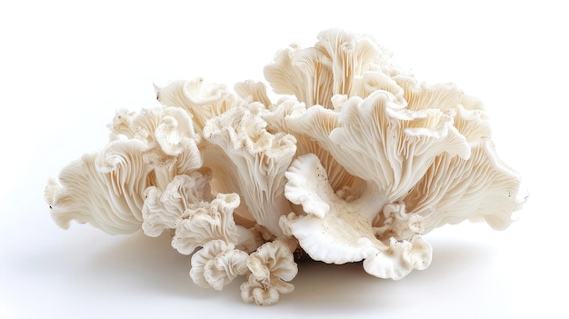 Photo white fungus on isolated white background