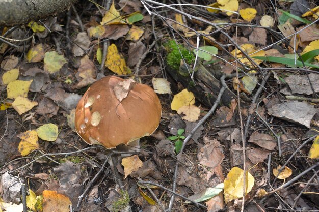 White fungus under the trees