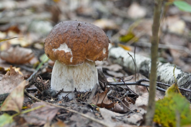 White fungus under the trees