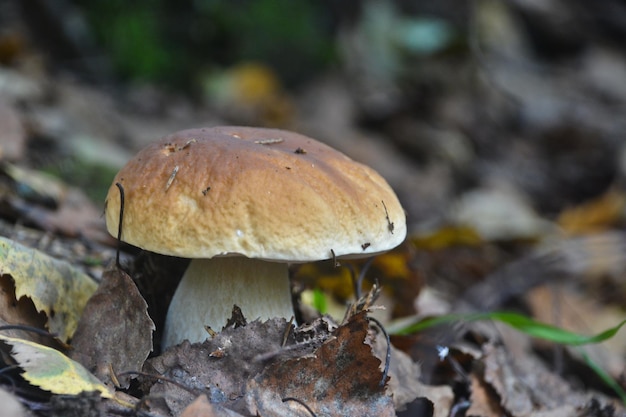 White fungus under the trees