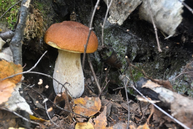 White fungus under the trees