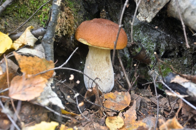 White fungus under the trees