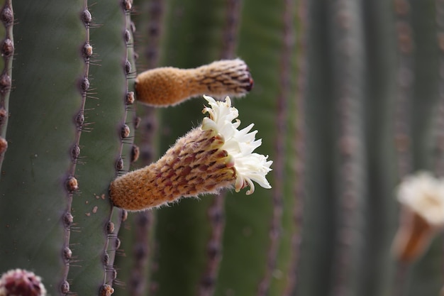 Фото Белый воронкообразный цветок кактуса pachycereus pringlei