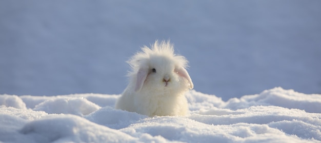 White funny fluffy rabbit in the snow