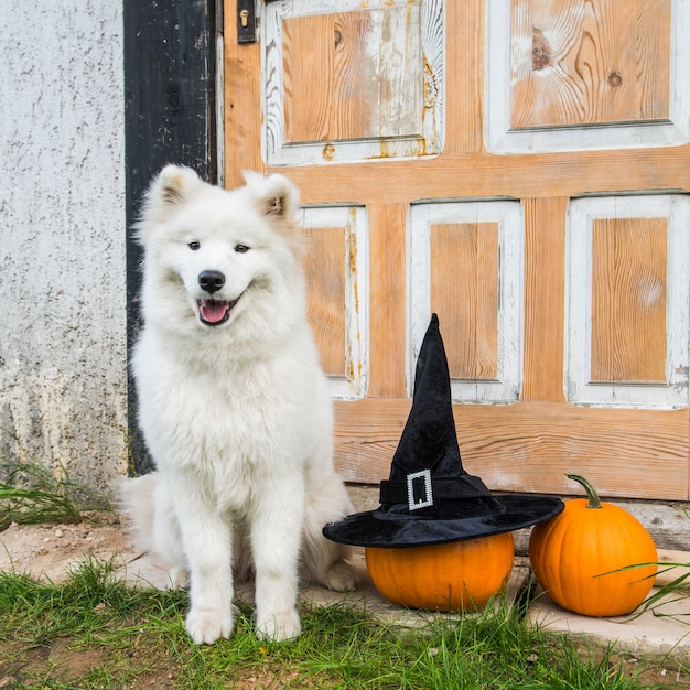 White funny Samoyed dog with Halloween pumpkins