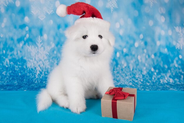 Белый забавный щенок самоеда в красной шапке санта-клауса с подарком