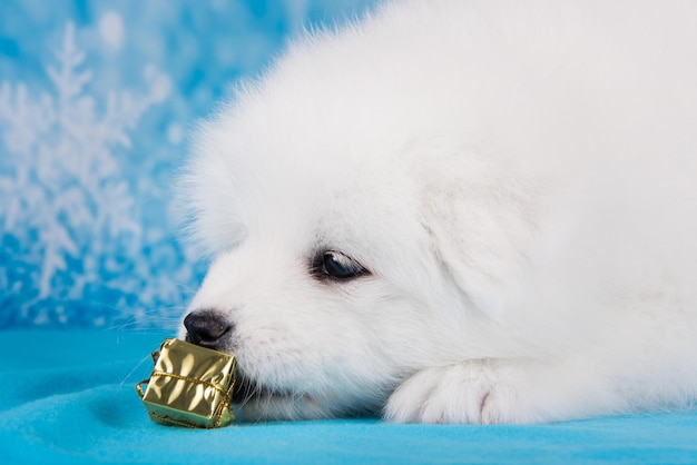 White funny samoyed puppy dog with gift