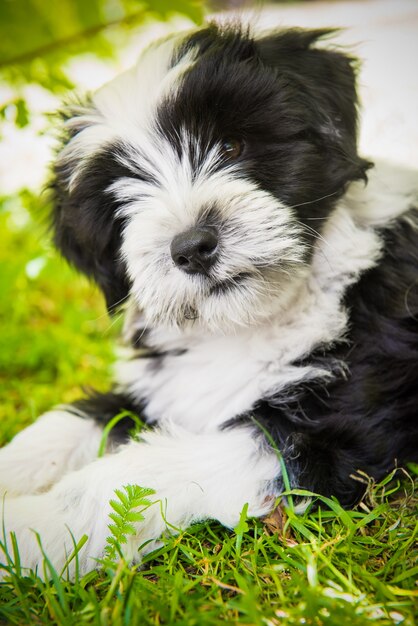 自然の中の白い面白いチベタン・テリア犬