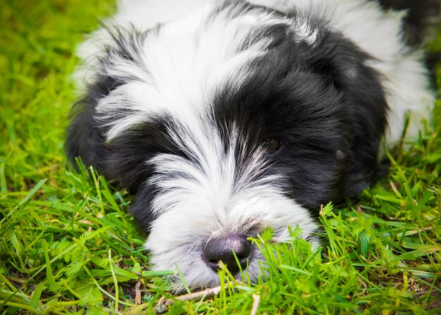 White funny Tibetan Terrier dog in nature