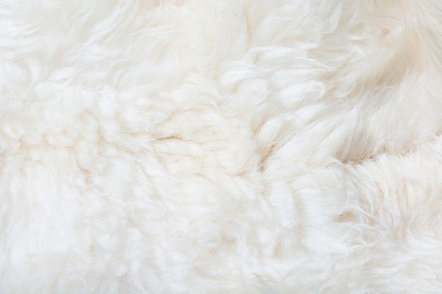 Premium Photo  White fur close up