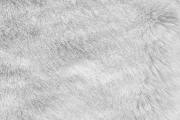 White fur texture 4470256 Stock Photo at Vecteezy